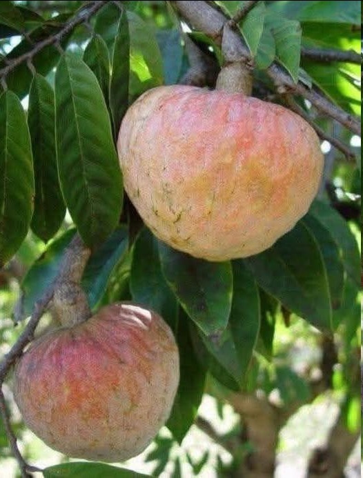 632851612 1529487334780235 6536240729063799186 n