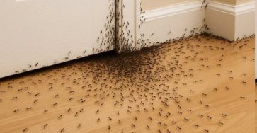 636921029 858996410428554 3200128584345207510 n