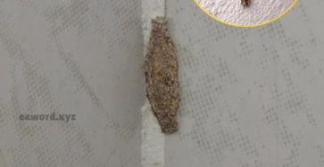 637118751 122316832100011604 3475765596844454986 n