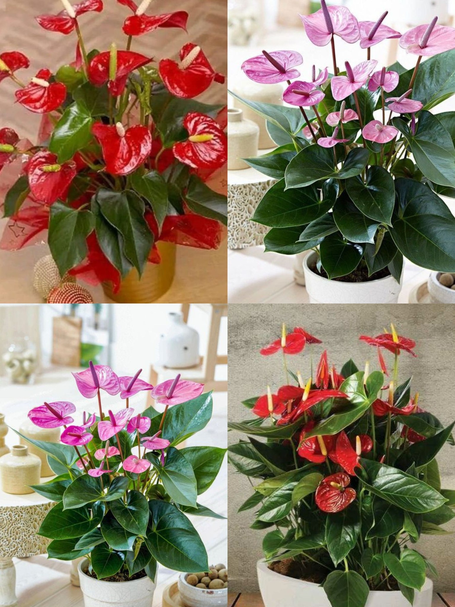 485696343 691245083474792 3346682620081445442 n