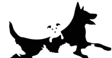 560555852 2261821374247614 7302503468074294723 n