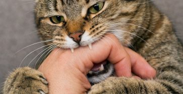 WhatsApp Image 2026 03 11 at 04.30.45