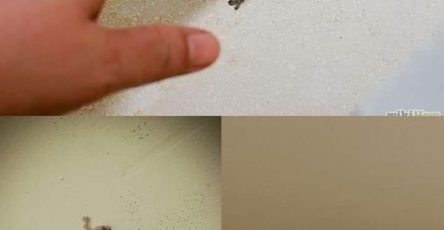 457460923 1044784483686852 8745277608155737584 n