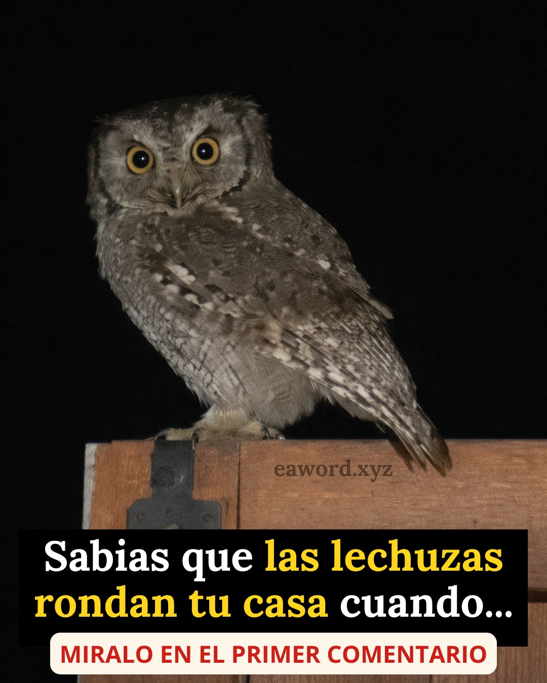 646287400 964691209567002 7420211055192517255 n