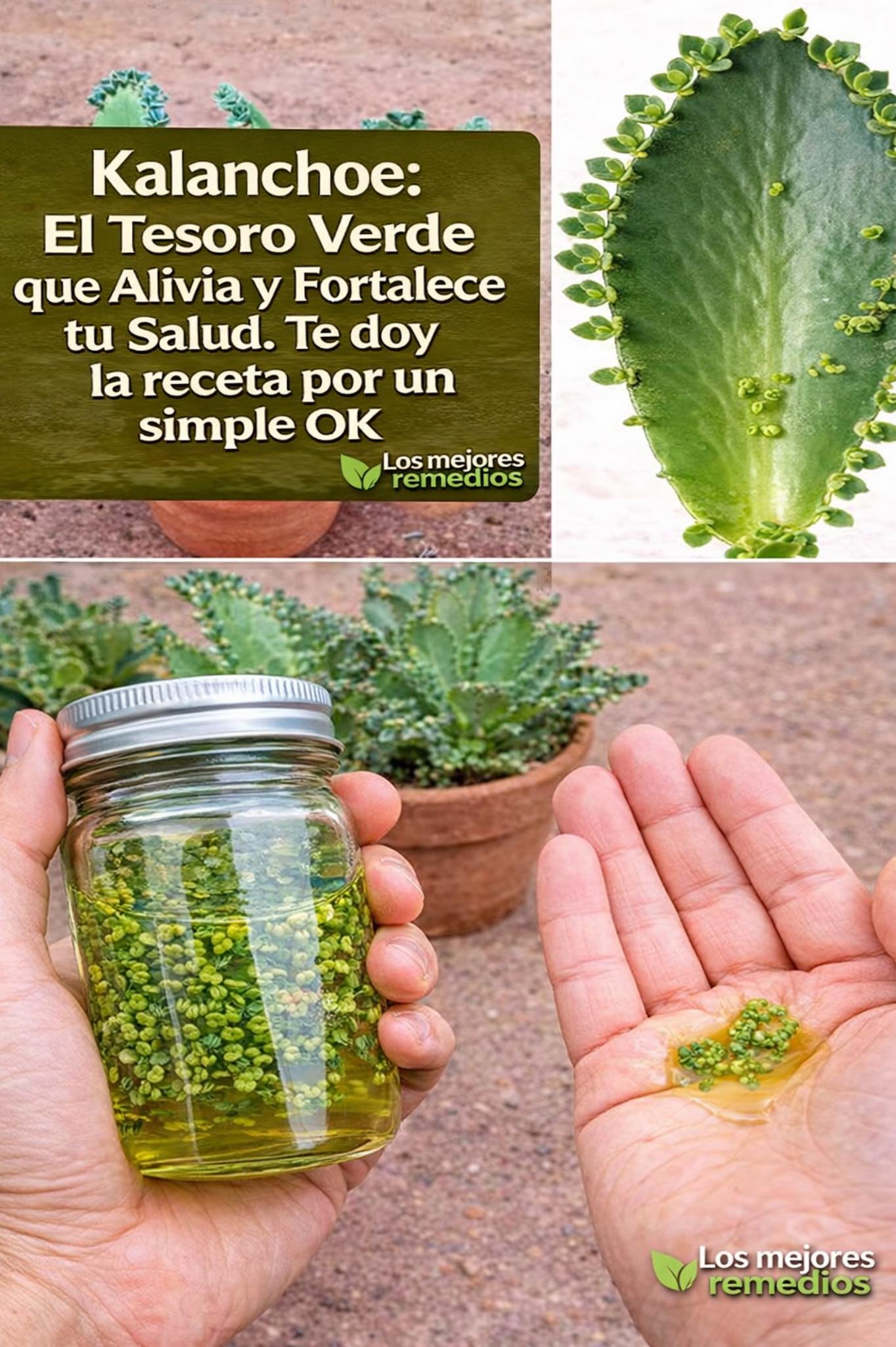 660459931 1514213033598734 6503478591301688374 n