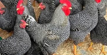 670487461 1452114233040161 3738598851544125581 n