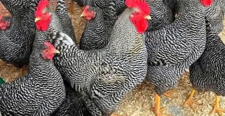 670487461 1452114233040161 3738598851544125581 n