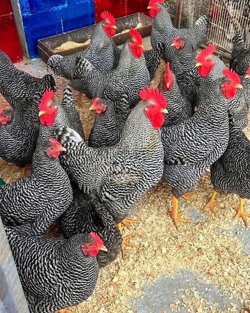 670487461 1452114233040161 3738598851544125581 n