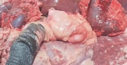 WhatsApp Image 2026 03 08 at 11.50.40