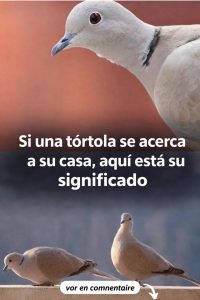 WhatsApp Image 2026 04 17 at 22.11.29