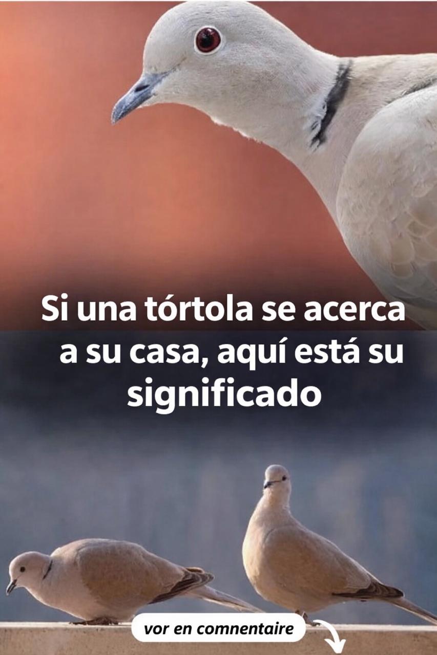 WhatsApp Image 2026 04 17 at 22.11.29